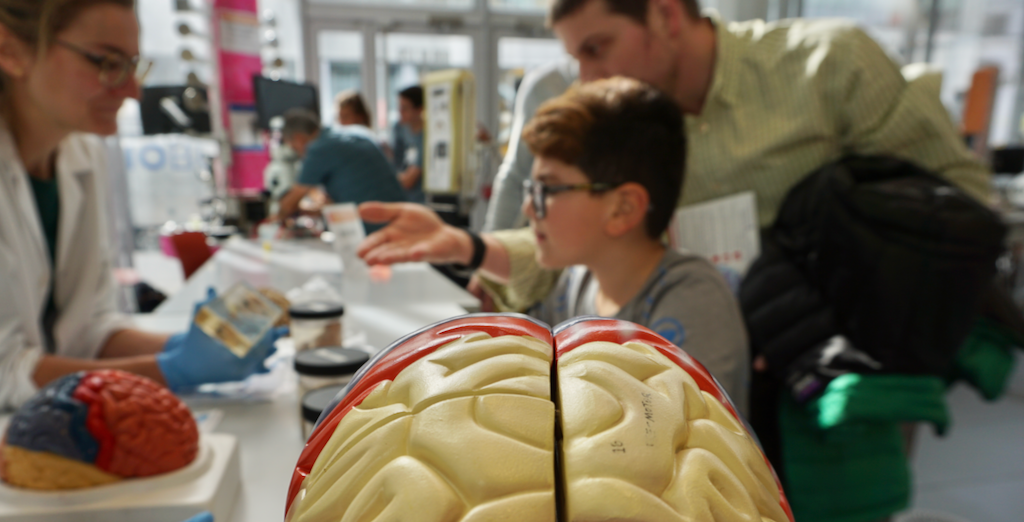 Female scientist explains anatomy of the brain to father and son